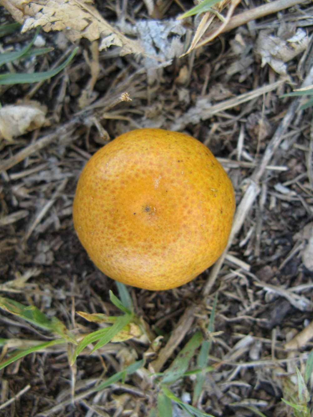            Fruit (Winter Haven, FL)   